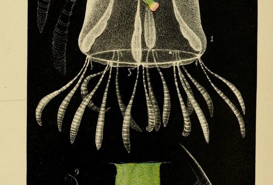 Read the full blog post